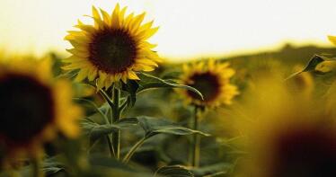El girasol recupera este año casi la superficie perdida en una década