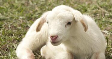 El lechazo vuelve a cosechar buenos registros en la Lonja de Salamanca