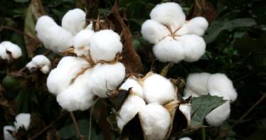 Trazabilidad del algodón andaluz del campo a la tienda