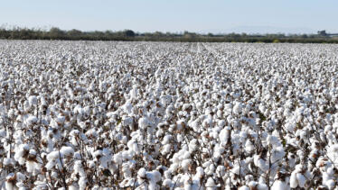 Todo lo que necesitas saber a la hora de aplicar defoliantes al algodón
