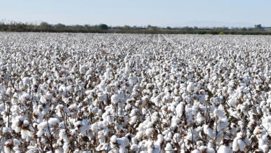 Andalucía cierra una campaña «corta» de algodón marcada por la falta de dotación de riego