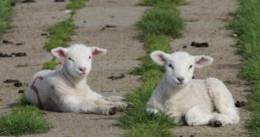 A la baja y con pocas variaciones, así se han comportado los precios en la Lonja de Salamanca