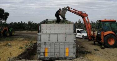 El precio de la nuez preocupa al inicio de la recolección en el Sur