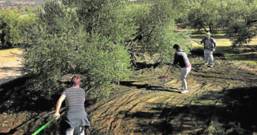 GEN4OLIVE: Un antes y un después en la mejora genética del olivar