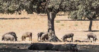Lonja de Araporc: las categorías de cebo protagonizan la principal bajada