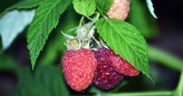 Alerta en el sector de la frambuesa por «riesgo alto» de picada