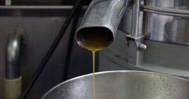 Aforo del Ministerio: La producción de aceite de oliva será de 1,37 millones de toneladas