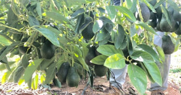 La producción de aguacate crecerá un 30% esta campaña, con la Axarquía como epicentro