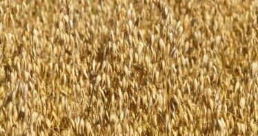 La avena y el maíz cotizan al alza en la Lonja de Albacete