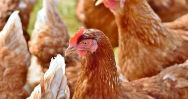Alerta en el sector avícola: Europa está sufriendo la mayor epidemia de gripe aviar de la historia