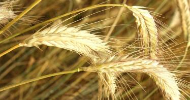 Los precios de los cereales continúan sin rumbo fijo en los mercados mayoristas