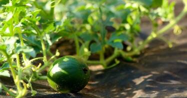 El hongo que ayuda a las plantas a obtener más hierro