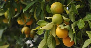 Las olas de calor y el piojo rojo de California acechan a los cítricos andaluces