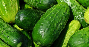 La retirada voluntaria, la solución propuesta por los agricultores ante la crisis del pepino