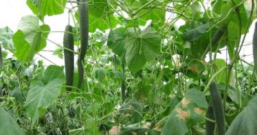 El exceso de humedad pone en peligro al cultivo del pepino