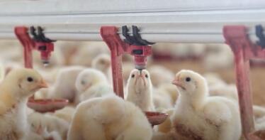 La gripe aviar avanza por Huelva: confirman un segundo foco, esta vez en Aracena