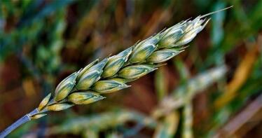 Los precios mayoristas de los cereales continúan subiendo de forma generalizada