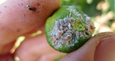 El sector citrícola mira con temor al exterior: el ritmo de entrada de plagas foráneas es «insostenible»