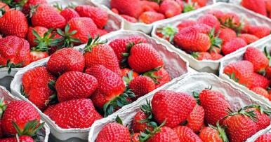 Desafíos de las berries de Huelva: el Brexit y el Covid-19 nublan un año marcado por el aumento de ventas a Reino Unido