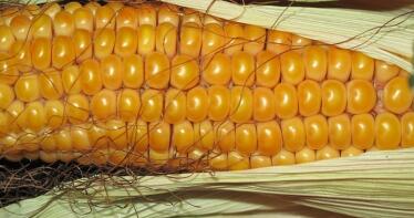 El maíz se encarece en la Lonja de Albacete