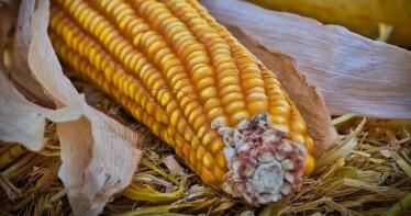 Bajan el maíz y la cebada en la Lonja de Sevilla