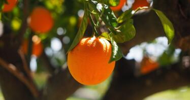 La campaña de cítricos avanza a ritmo lento en Andalucía, pero con «buena calidad»