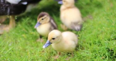 Francia detecta un primer foco de gripe aviar en una granja cerca de España