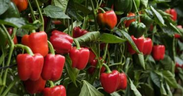 «Siembra», la herramienta que predice cómo serán las campañas y permite planificar cosechas