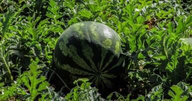 Plantar un cultivo de primavera, una difícil decisión