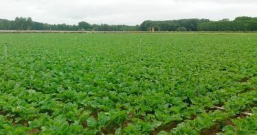 Las ayudas agroambientales al algodón y la remolacha suponen 60 millones de euros en Andalucía