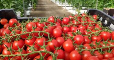 Junta y Fepex abordarán de manera conjunta los retos del sector hortofrutícola