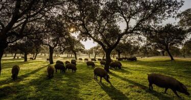 La dehesa, el ‘punto débil’ de Andalucía contra la peste porcina africana
