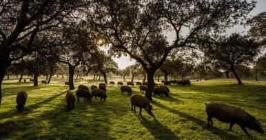 La dehesa, el ‘punto débil’ de Andalucía contra la peste porcina africana
