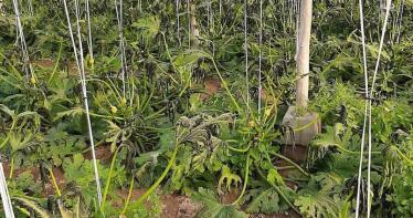 Los productores almerienses avisan: el intenso frío pone en peligro el suministro de frutas y hortalizas