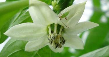 El chinche del algodón ya está presente en la mayoría de los invernaderos de pimiento de Almería