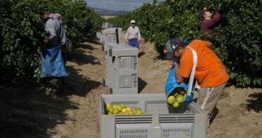 La tragedia de Valencia elevará la demanda de naranjas cordobesas