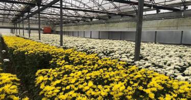 El sector de la flor cortada de Cádiz, ante su día clave: «Detrás de un ramo de flores hay mucho trabajo»