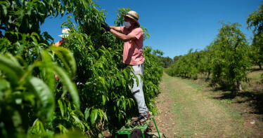 Habrá más fruta de hueso esta campaña, con los fitosanitarios y la mano de obra como problemas clave