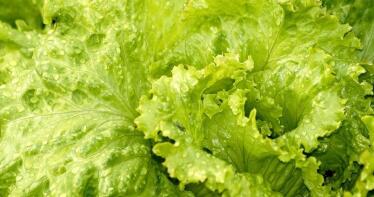 La lechuga se convierte en la tercera hortaliza española más exportada