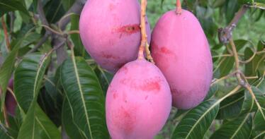 El cultivo del mango continúa su senda de crecimiento en Andalucía