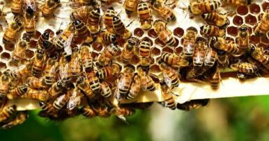 Amparo Martín: «Esta situación está poniendo en riesgo la sostenibilidad de nuestros apicultores»