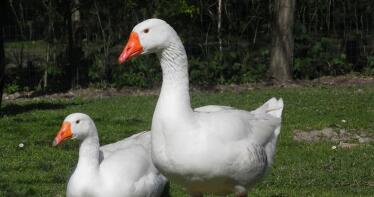 Detectadas cuatro aves silvestres con gripe aviar en Cataluña