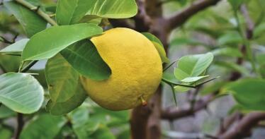Las exportaciones de pomelo andaluz se disparan en los once primeros meses de la campaña
