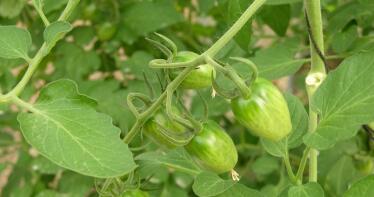 La UE autorizará en 2028 cultivos más resistentes logrados con nuevas técnicas genómicas, algo muy reclamado en Andalucía