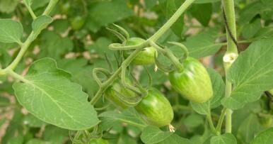 La UE autorizará en 2028 cultivos más resistentes logrados con nuevas técnicas genómicas, algo muy reclamado en Andalucía