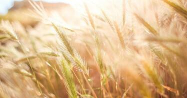 ¿Cómo se está comportando el mercado cerealista y qué se espera para los próximos meses?