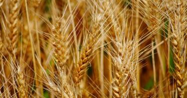 Se establecen en Andalucía nuevas medidas obligatorias contra el mosquito del trigo
