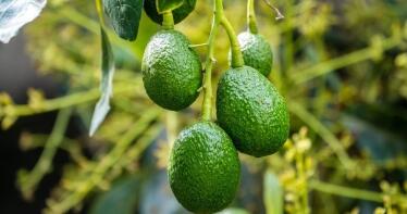 El «oro verde» de La Axarquía escaseará en esta campaña