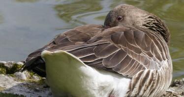 Detectado el primer foco de gripe aviar en Castilla y León