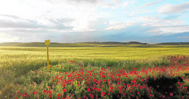 La cosecha de cereales en España superará los 21 millones de toneladas, por encima de la media